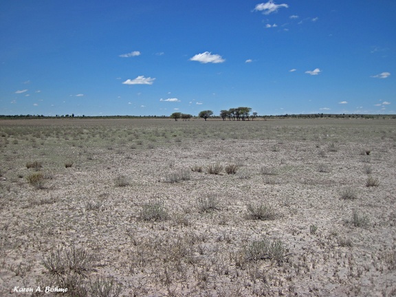 Central Kalahari Game Reserve